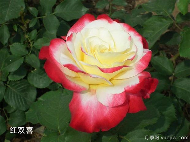 十大***好看月季品種？我推薦了，你感覺對(duì)嗎(圖4)