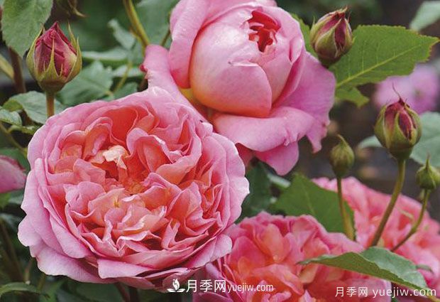 博斯科貝爾月季/博斯克貝爾月季(圖3)