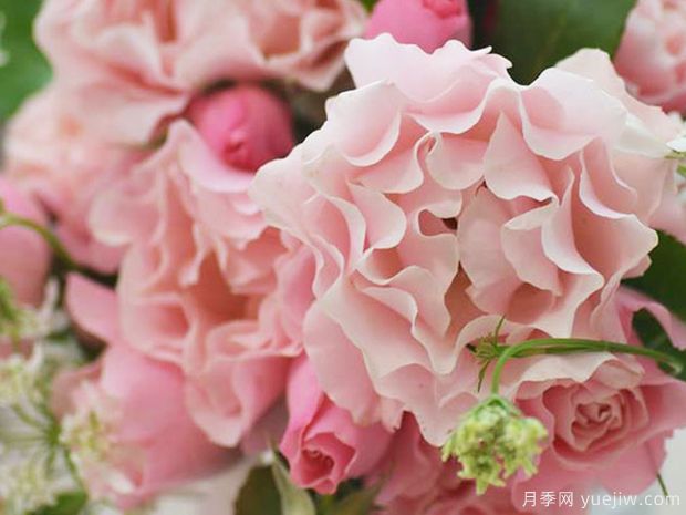 達(dá)芙妮月季/東方瓷器月季(圖3)