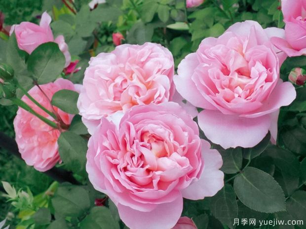 舍農(nóng)索的夫人們?cè)录?達(dá)梅思月季(圖4)