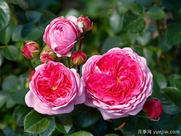 現(xiàn)代藝術(shù)月季的優(yōu)缺點是什么？(圖1)