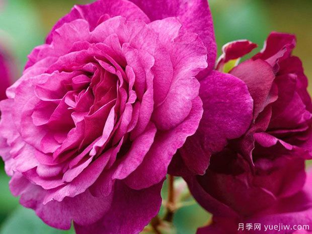 凱菲法賽特月季(圖1)