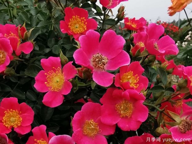 月季花的種類(lèi)有哪些(圖2)