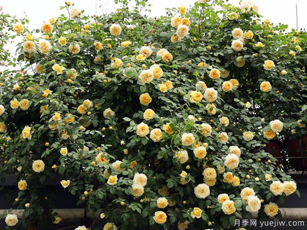 月季花的種類(lèi)有哪些(圖3)