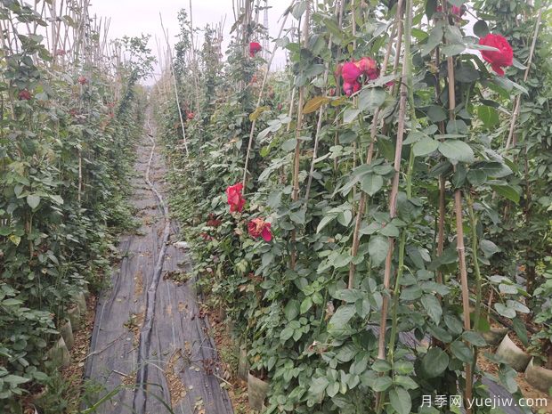 月季花不開花的原因有哪些(圖1)