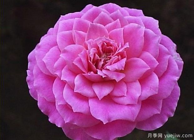 法國(guó)糖果光芒月季(圖3)