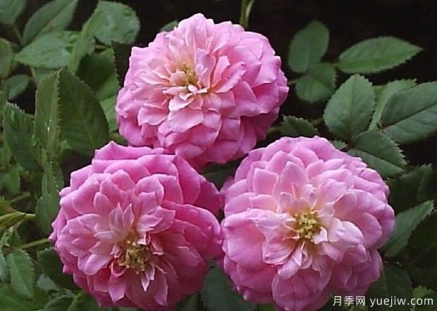 法國(guó)糖果光芒月季(圖1)