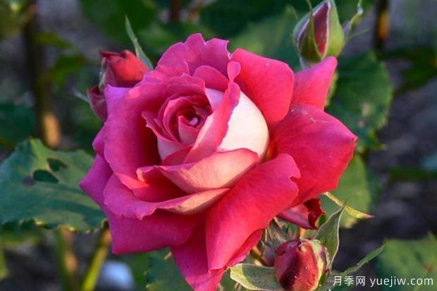 推薦5種紅色月季花，紅紅火火就選這幾個品種(圖3)