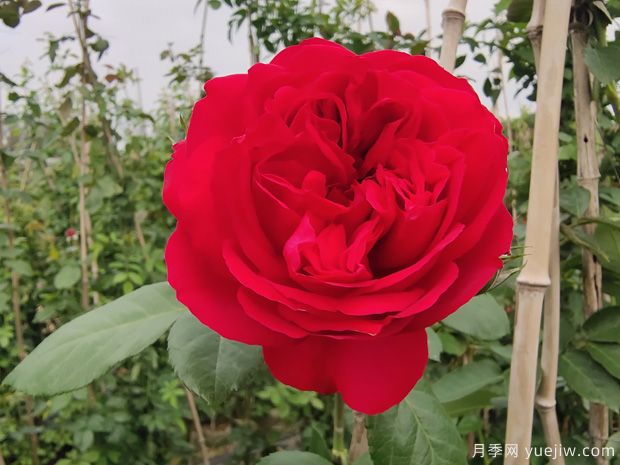 推薦5種紅色月季花，紅紅火火就選這幾個品種(圖1)