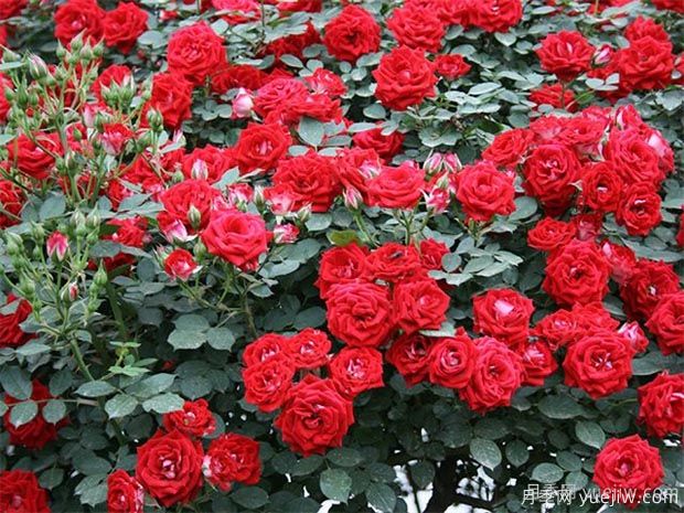 推薦5種紅色月季花，紅紅火火就選這幾個品種(圖2)
