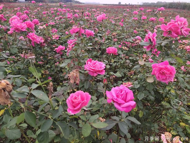 月季花越開(kāi)越小的原因是什么(圖1)