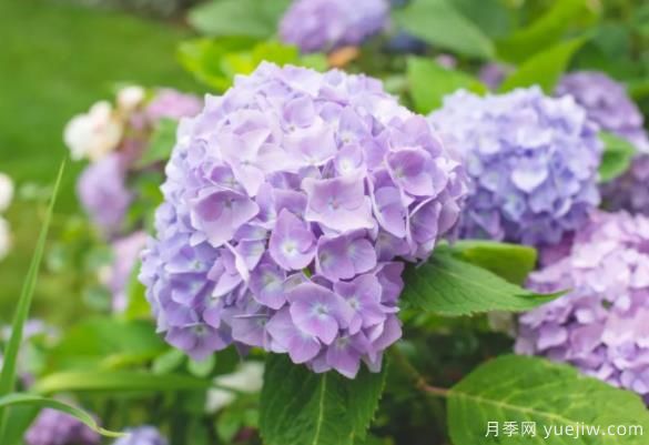 30種耐陰植物花卉，一點光照快速生長(圖1)