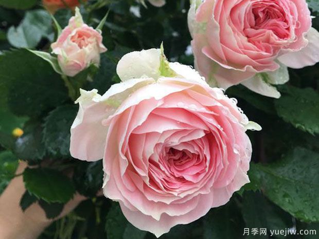 推薦公認(rèn)的6款零差評(píng)的月季花，顏值高好養(yǎng)護(hù)(圖3)