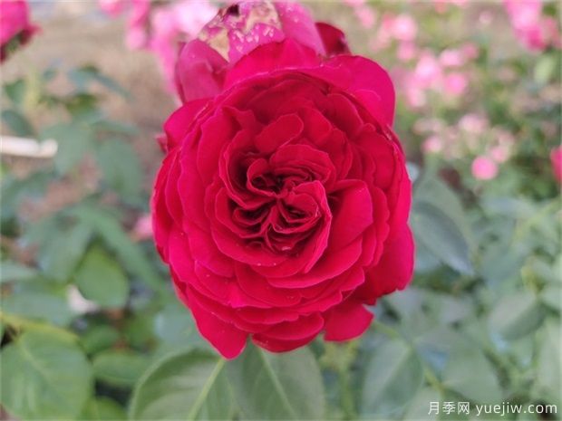 推薦公認(rèn)的6款零差評(píng)的月季花，顏值高好養(yǎng)護(hù)(圖4)