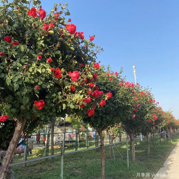 苗木買回家假植注意事項！(圖1)