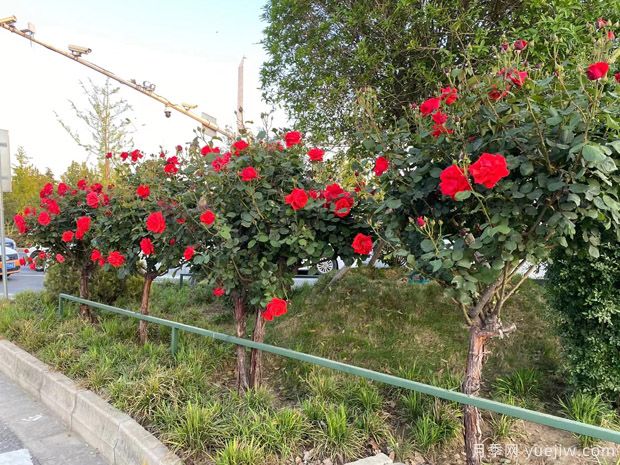 夏季養(yǎng)月季花怎么樣？(圖1)