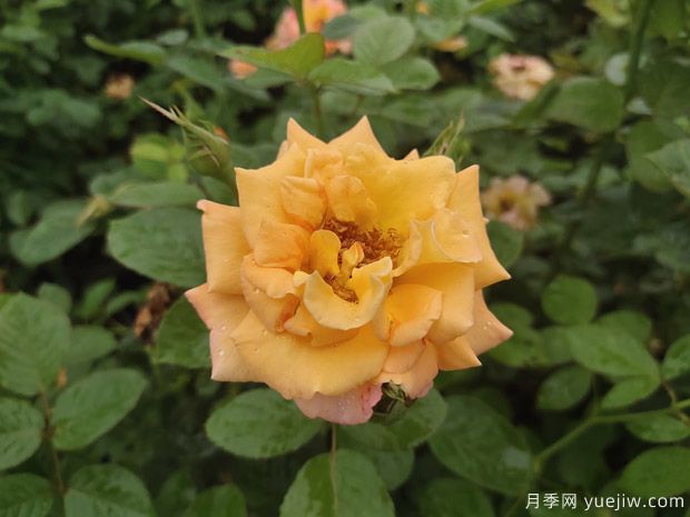 月季花不僅觀賞價值高，還有一定的醫(yī)學價值(圖1)