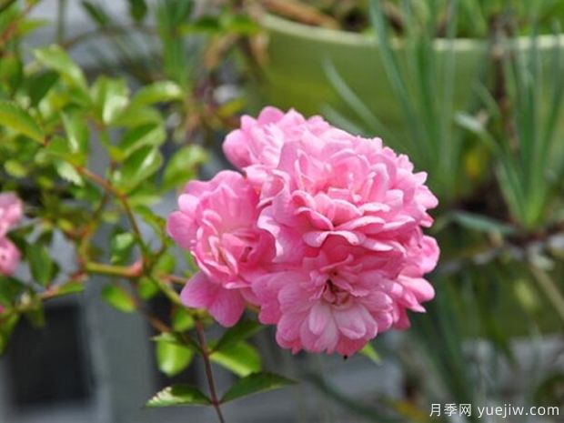 小仙女月季的優(yōu)缺點(diǎn)是什么？(圖1)