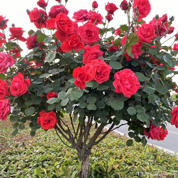 月季花長什么樣？月季花的形態(tài)特征(圖1)