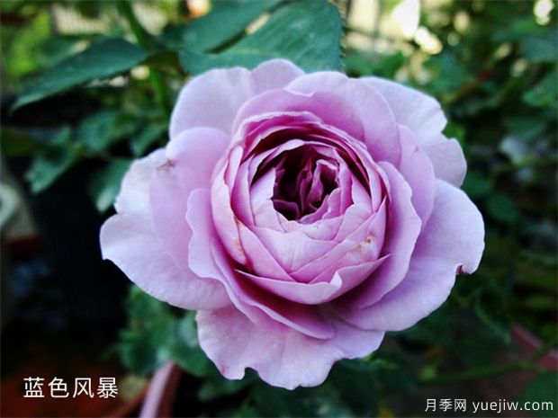 藍色風(fēng)暴月季，浪漫又好看，為什么難養(yǎng)呢？(圖1)