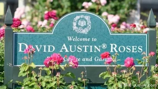 月季育種家：英國(guó)奧斯汀月季公司(DavidAustin)(圖1)