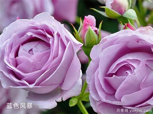 月季長(zhǎng)蟲(chóng)不要怕，教你幾招解決它！(圖1)