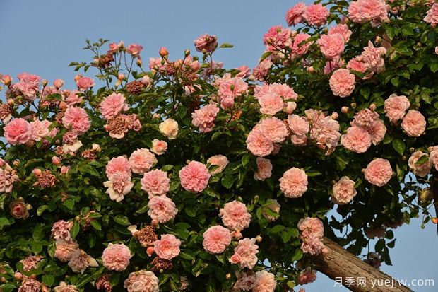 藤本月季花應該如何牽引？(圖1)