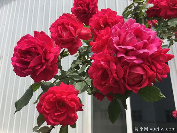 十大爬藤月季品種排名，工程和庭院的必備選擇(圖4)