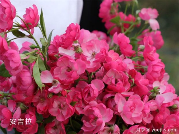 十大爬藤月季品種排名，工程和庭院的必備選擇(圖1)