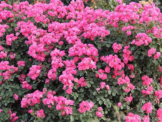 推薦10個花期***長的藤本月季品種(圖2)