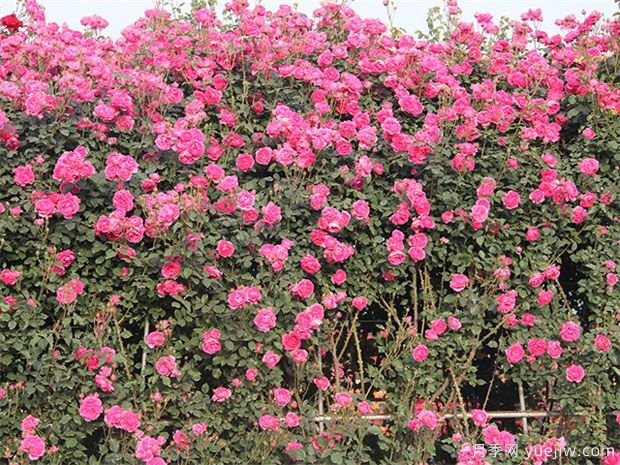 推薦10個花期***長的藤本月季品種(圖3)