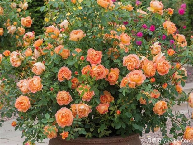 推薦10個花期***長的藤本月季品種(圖5)