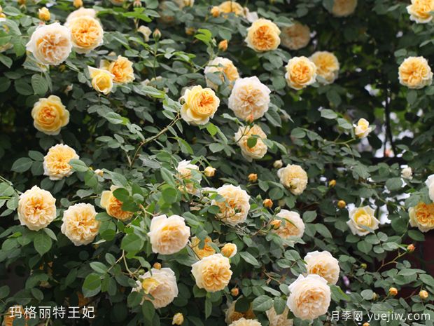 推薦10個花期***長的藤本月季品種(圖6)
