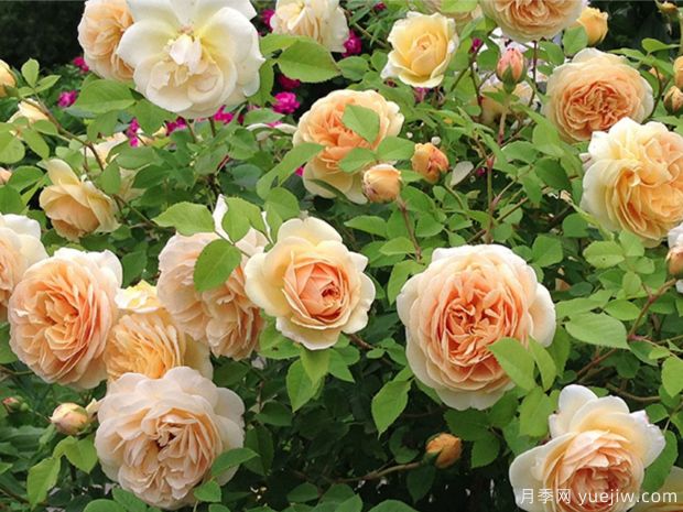 推薦10個花期***長的藤本月季品種(圖9)