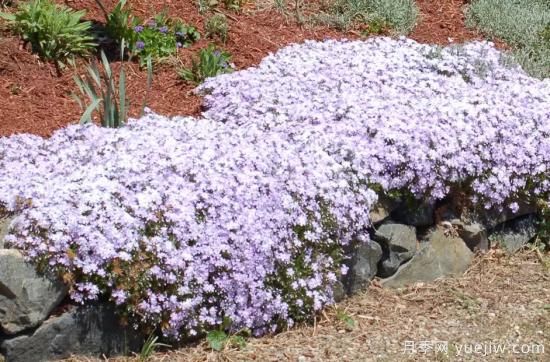 除了地被月季，還有適合在花園種植的20種地被植物(圖1)