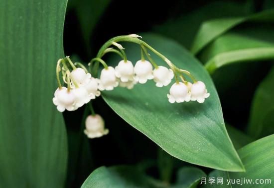 除了地被月季，還有適合在花園種植的20種地被植物(圖4)