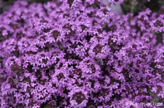 除了地被月季，還有適合在花園種植的20種地被植物(圖5)