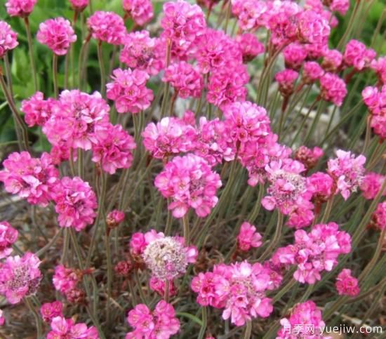 除了地被月季，還有適合在花園種植的20種地被植物(圖6)