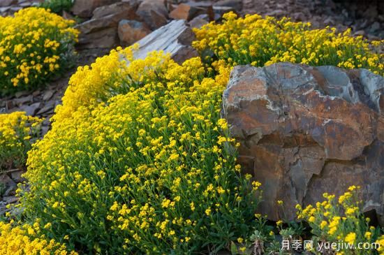 除了地被月季，還有適合在花園種植的20種地被植物(圖10)