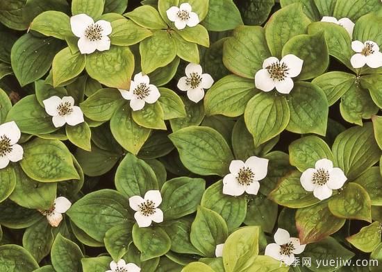 除了地被月季，還有適合在花園種植的20種地被植物(圖12)