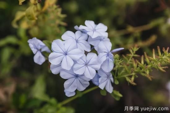 除了地被月季，還有適合在花園種植的20種地被植物(圖13)