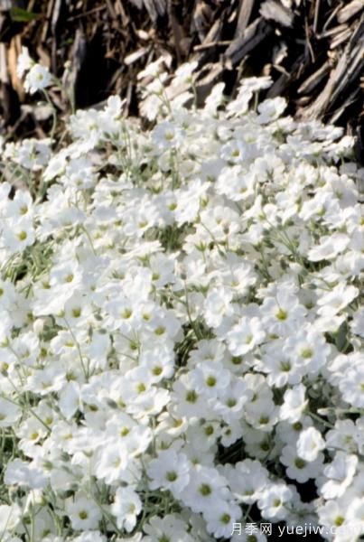 除了地被月季，還有適合在花園種植的20種地被植物(圖14)