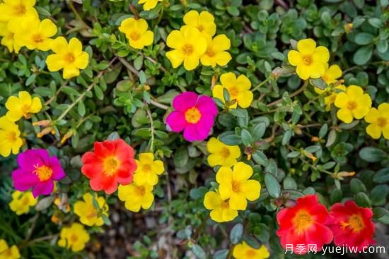 除了地被月季，還有適合在花園種植的20種地被植物(圖16)