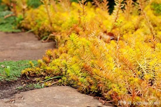 除了地被月季，還有適合在花園種植的20種地被植物(圖15)