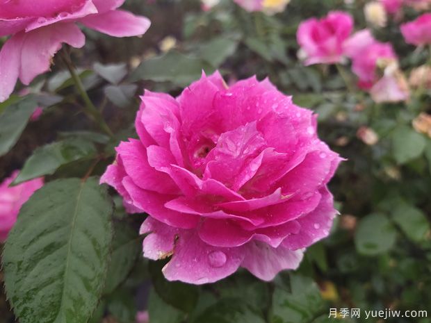 花期長(zhǎng)達(dá)300天，天方夜譚月季的養(yǎng)護(hù)方法(圖2)