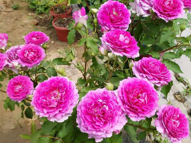 花期長(zhǎng)達(dá)300天，天方夜譚月季的養(yǎng)護(hù)方法(圖3)