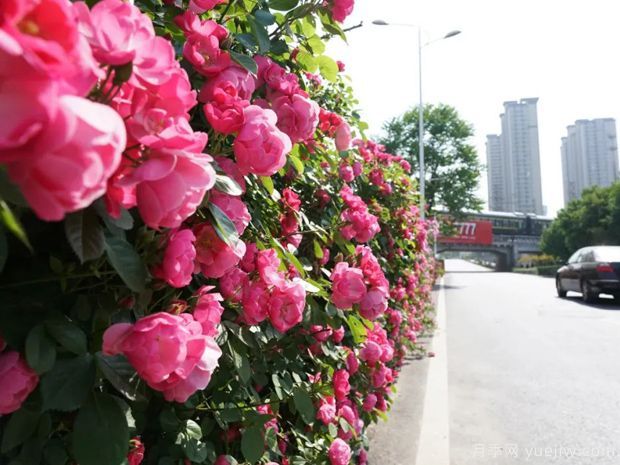 回首2021年花木產(chǎn)業(yè)那些事兒，創(chuàng)新永恒(圖1)