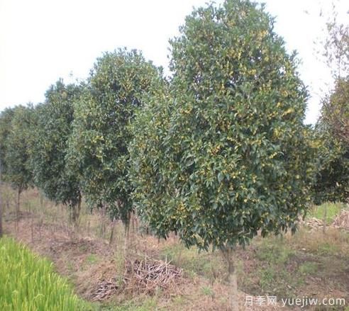 南陽(yáng)桂花樹買什么品種好(圖1)
