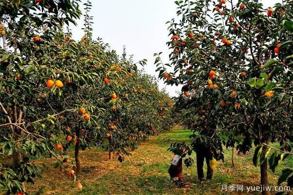 2022年***值錢(qián)緊缺苗木是什么？常見(jiàn)的苗木品種有哪些？(圖1)