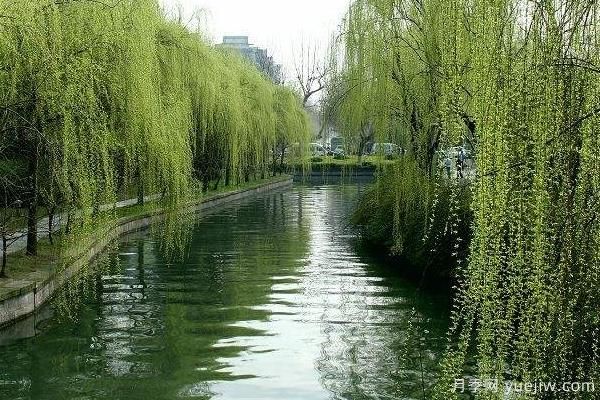 2022年***值錢(qián)緊缺苗木是什么？常見(jiàn)的苗木品種有哪些？(圖2)